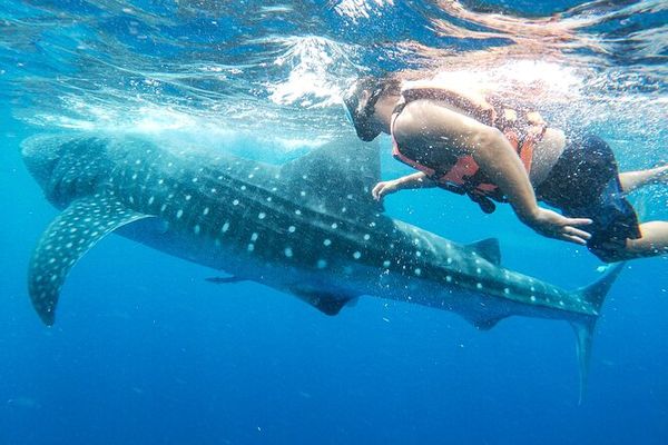 Swimming with whale sharks near Costa Mujeres