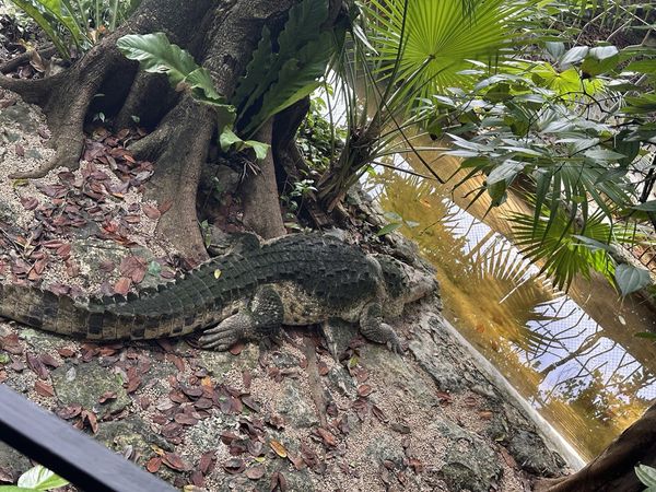 Croco Cun Zoo